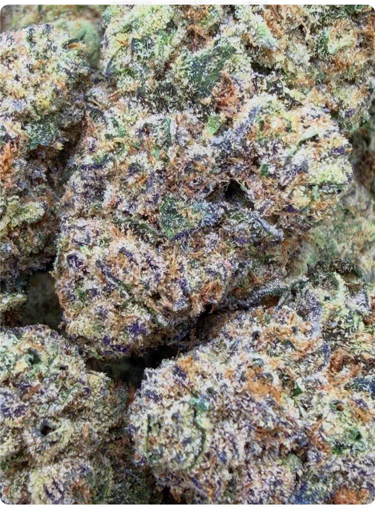 TROPICAL WRECK: 32.45%