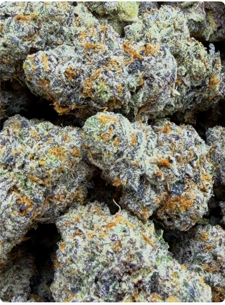 CHOCOLATE FROSTED SHERB: 38.89%